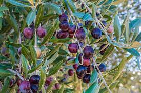 जैतून की खेती कैसे करें (How to cultivate olives)