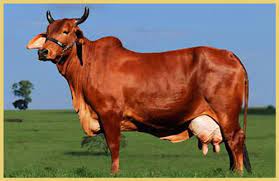 लाल सिंधी गाय की कीमत और पहचान (Red Sindhi Cow Price And Identification)