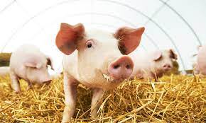 सुअर पालन कैसे करें (How To Do Pig Farming)