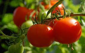 टमाटर की खेती कैसे करें (Tomato Farming)