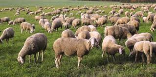 भेड़ के रोग के लक्षण और उपचार (Sheep Diseases, Symptoms, Treatment Guide)