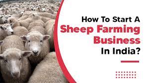 भेड़ पालन कैसे करें (How To Do Sheep Farming)