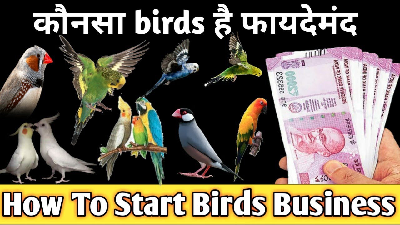 कम लागत में पक्षी पालने का व्यवसाय कैसे शुरू करें (How to Start a Bird Breeding Business With Low Investment)